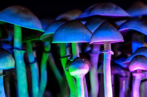 effects of magic mushrooms are similar to pcp